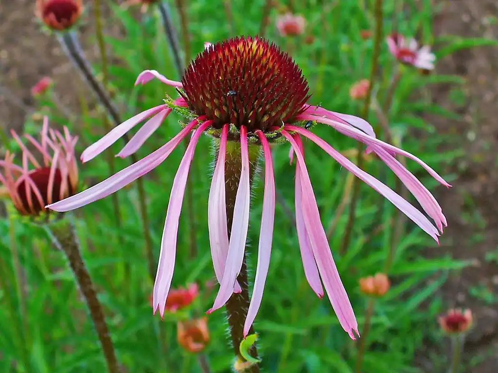 Photo of Echinacea pallida (Echinacea pallidas)