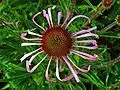 Photo of Echinacea pallida - Flower cone:Llez