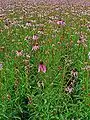Photo of Echinacea pallida - Habit:Llez