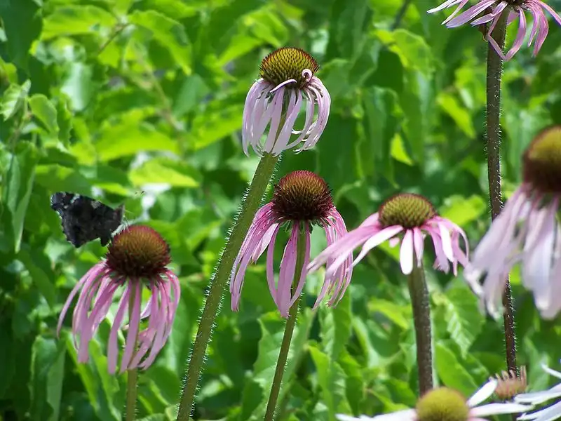 Photo of Echinacea pallida - Stems:SEWilco