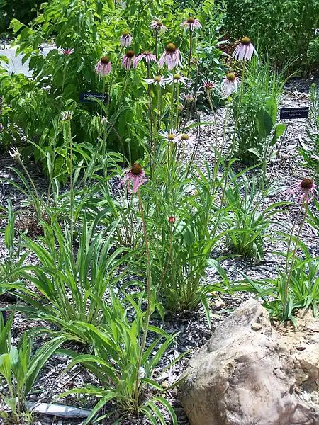 Photo of Echinacea pallida - Foliage:SEWilco