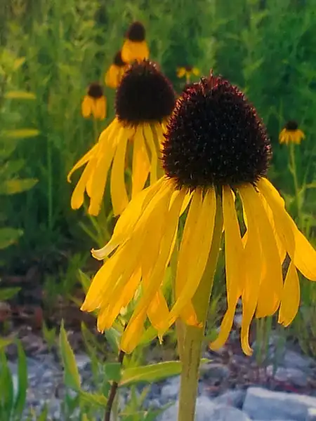 Photo of Echinacea paradoxa (Echinacea paradoxas)
