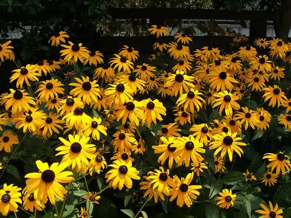 Photo of Echinacea paradoxa (Echinacea paradoxas)