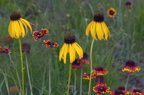 Photo of Echinacea paradoxa - flowers:dbarronoss