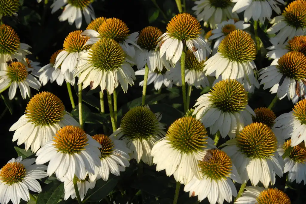 Photo of Echinacea purpurea 'PAS702917' (Echinacea purpurea 'PAS702917's)