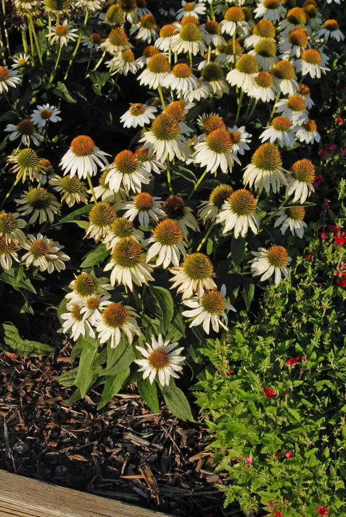 Photo of Echinacea purpurea 'PAS702917' (Echinacea purpurea 'PAS702917's)