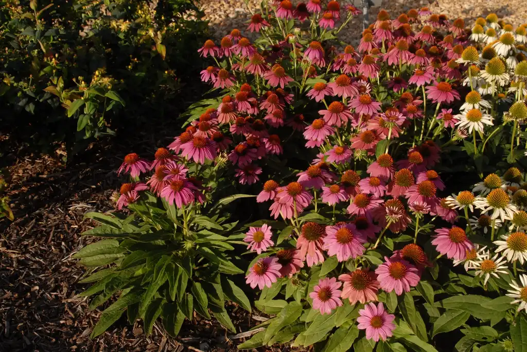 Photo of Echinacea purpurea 'PAS702917' - Powwow Wild Berry Flower Form:Jim Robbins