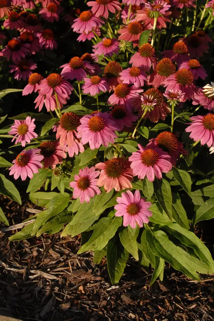 Photo of Echinacea purpurea 'PAS702917' - Powwow Wild Berry Flower and Leaves:Jim Robbins