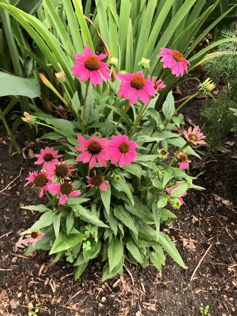 Photo of Echinacea purpurea 'PAS702917' - Full form (Wake County,NC):Cathy Dewitt
