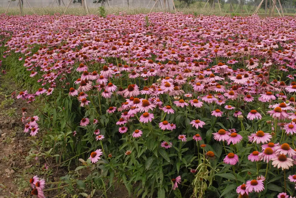 Фото Echinacea purpurea (Echinacea purpureas)