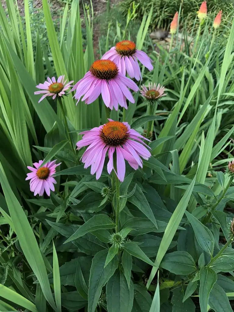 Фото Echinacea purpurea (Echinacea purpureas)
