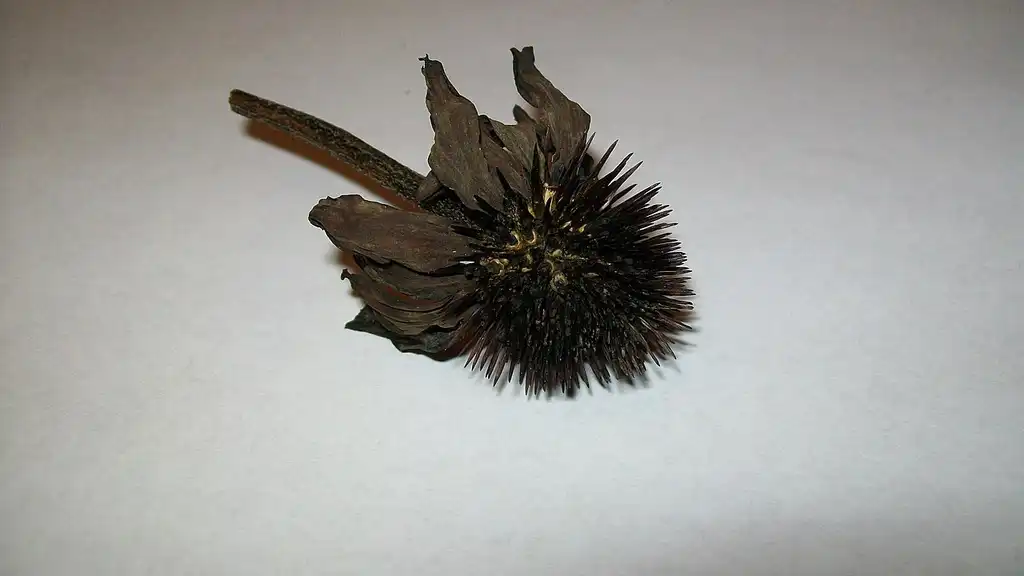 Фото Echinacea purpurea - Seed head:Quercus2018