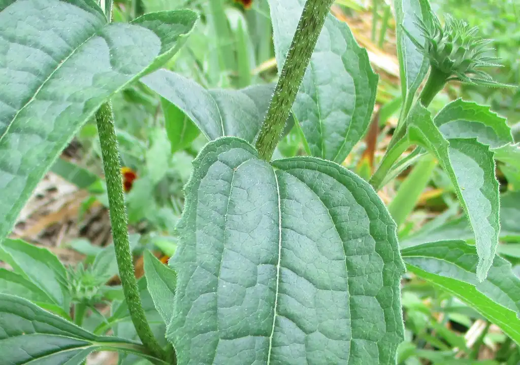 Фото Echinacea purpurea - Close up showing purple streaks in stem, and scattered white hairs:Tom Glasgow