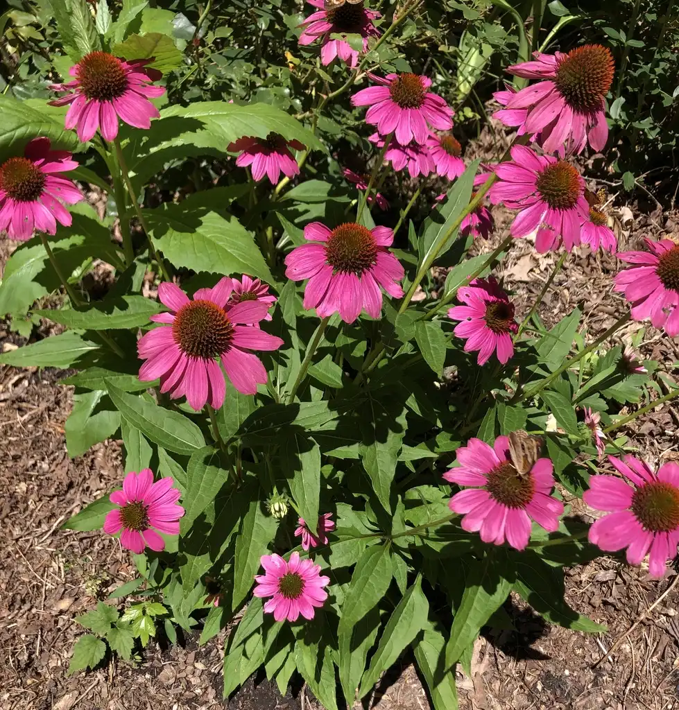Фото Echinacea purpurea - Full Form (Warren County,NC):Cathy Dewitt