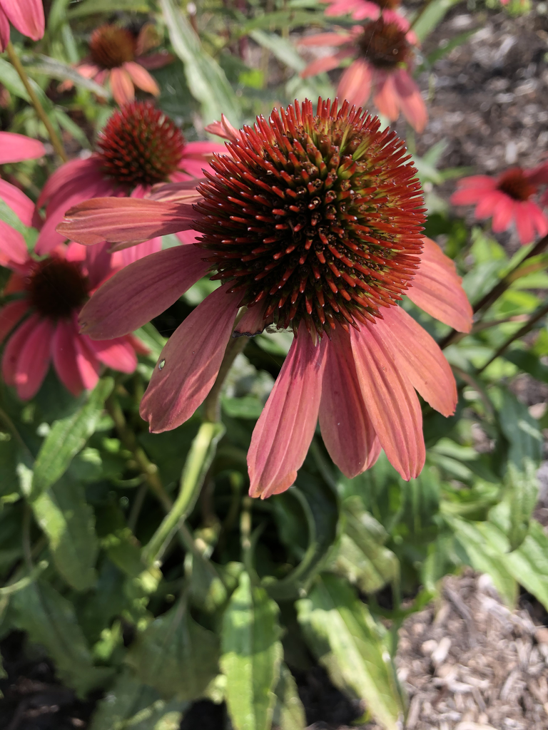 Фото Echinacea purpurea - Flower Close-up (Haywood County, NC):Marcia Boyle