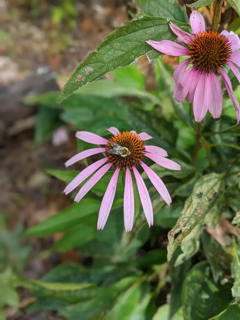 Фото Echinacea purpurea - Flower with bee (Cabarrus County, NC)-Late fall:Hope Duckworth