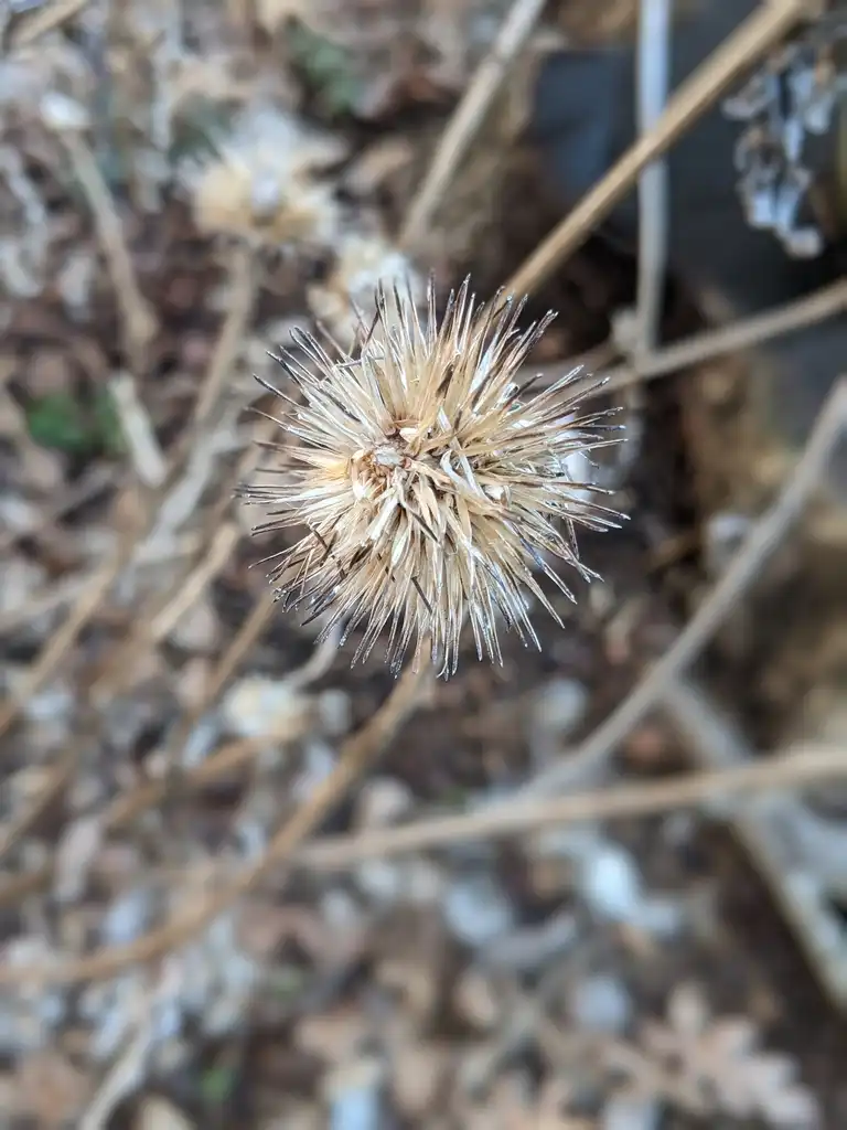 Фото Echinacea purpurea - Seeds (Cabarrus County,NC)-Late Winter:Hope Duckworth