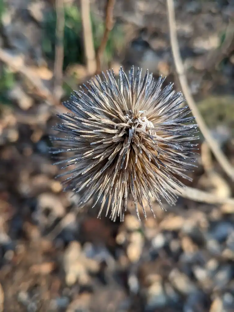 Фото Echinacea purpurea - Seedhead (Cabarrus County, NC)-Late Winter:Hope Duckworth