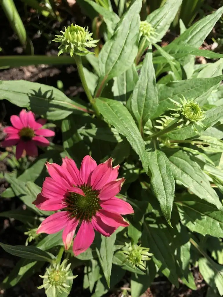 Фото Echinacea purpurea - flower, NC:Cathy Dewitt