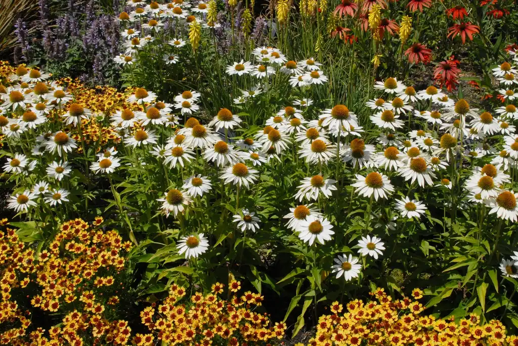 Фото Echinacea purpurea - 'Purity' Flower Form:Jim Robbins