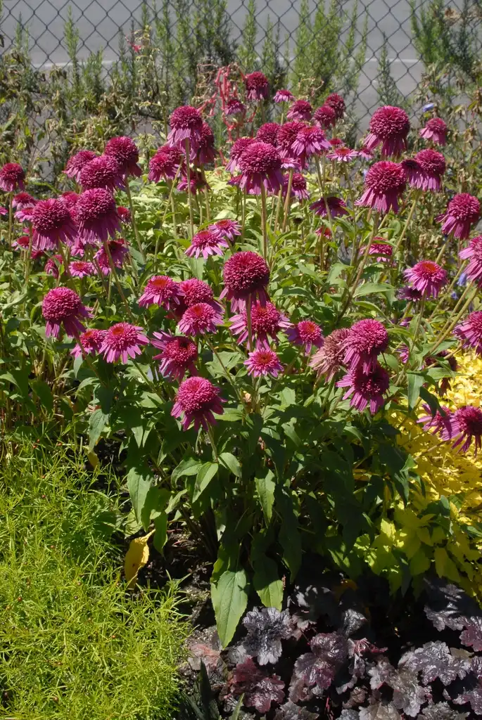 Фото Echinacea purpurea - 'Secret Affair' Flower Form:Jim Robbins