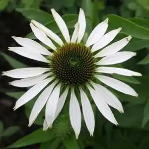 Фото Echinacea purpurea - 'Fragrant Angel':Debbie Roos