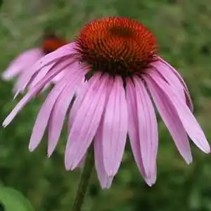 Фото Echinacea purpurea - 'Magnus' detail:Debbie Roos