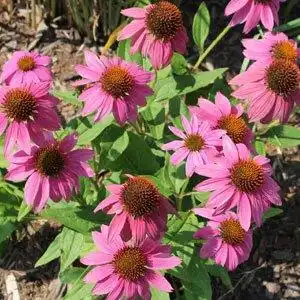 Фото Echinacea purpurea - 'Pow-Wow Wildberry':Debbie Roos