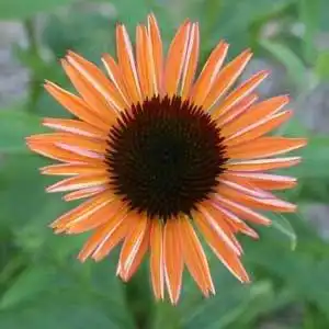 Фото Echinacea purpurea - 'Sundown':Debbie Roos