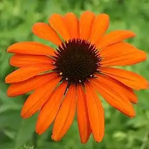 Фото Echinacea purpurea - 'Tiki Torch':Debbie Roos