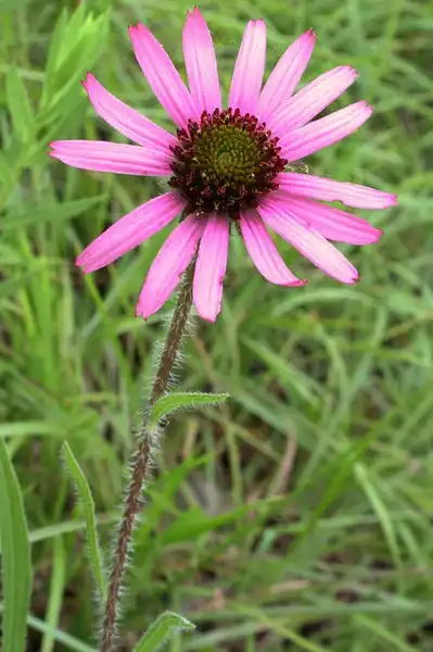 Фото Echinacea tennesseensis (Echinacea tennesseensiss)