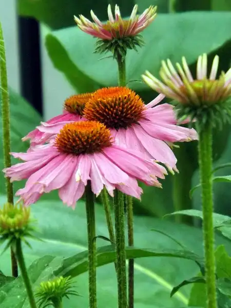 Фото Echinacea tennesseensis (Echinacea tennesseensiss)