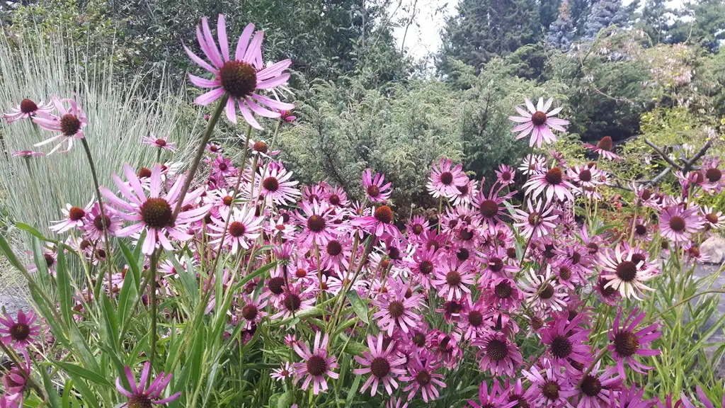 Фото Echinacea tennesseensis - leaves and flowers:Funke
