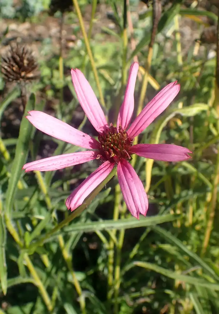 Фото Echinacea tennesseensis - leaves and flowers:Krzysztof Ziarnek