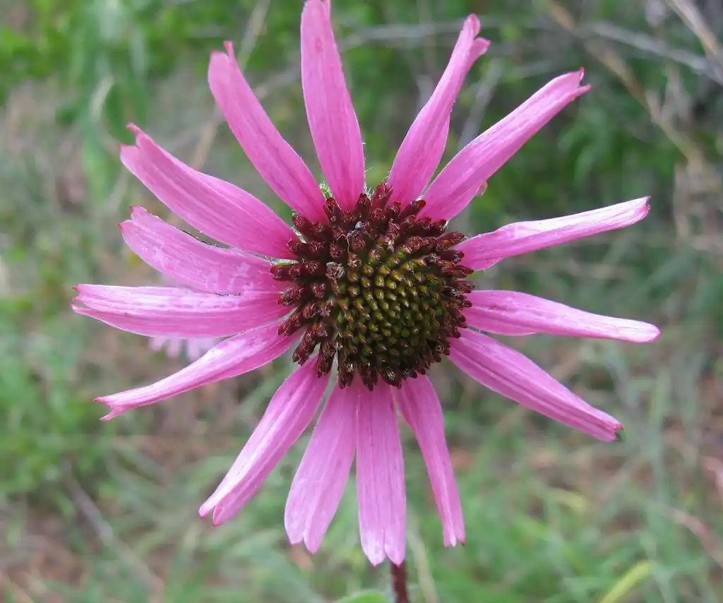 Фото Echinacea tennesseensis - leaves and flowers:Mason Brock