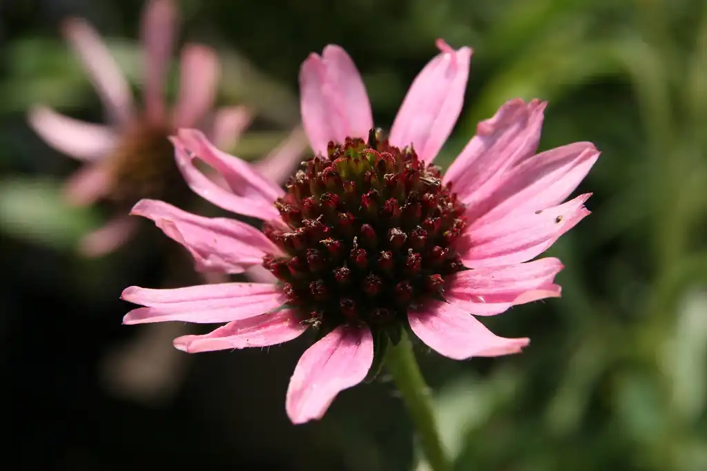 Фото Echinacea tennesseensis - flower:David J. Stang