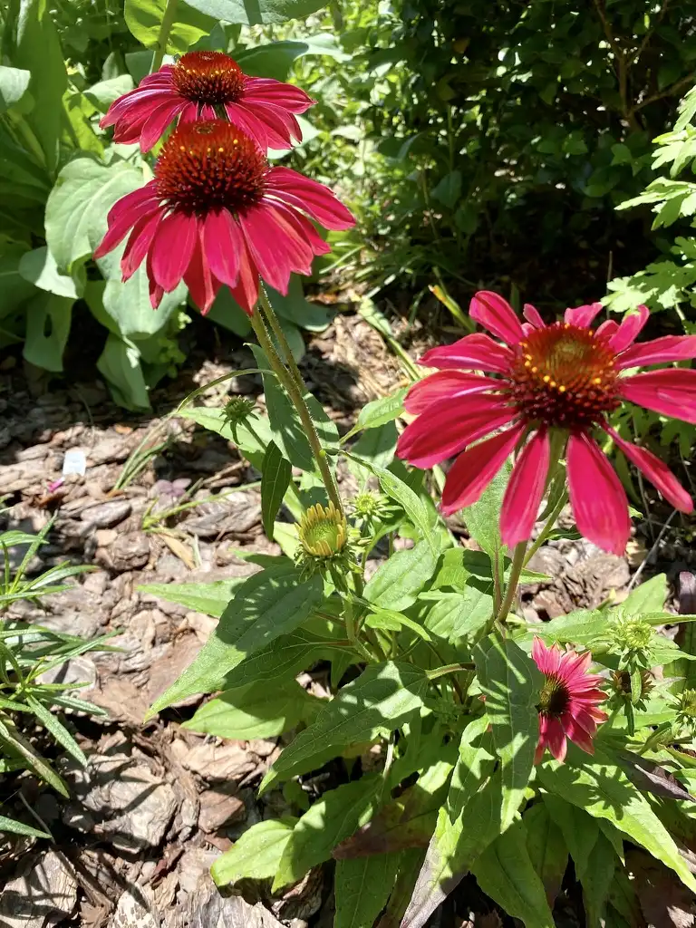 Фото Echinacea 'Tomato Soup' PP19427 (Echinacea 'Tomato Soup' PP19427s)