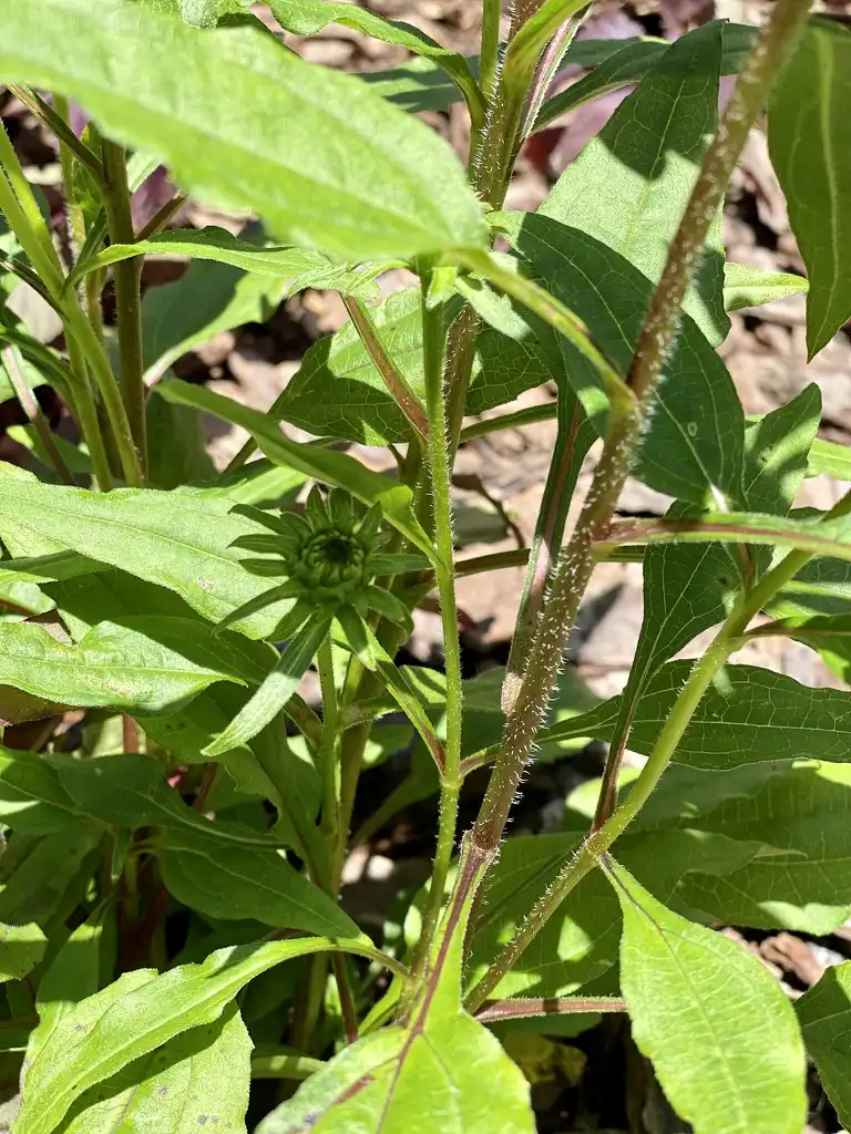 Фото Echinacea 'Tomato Soup' PP19427 (Echinacea 'Tomato Soup' PP19427s)