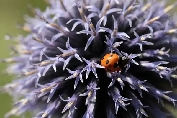 Photo of Echinops ritro (Echinops ritros)