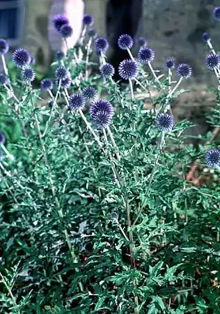 Photo of Echinops ritro (Echinops ritros)