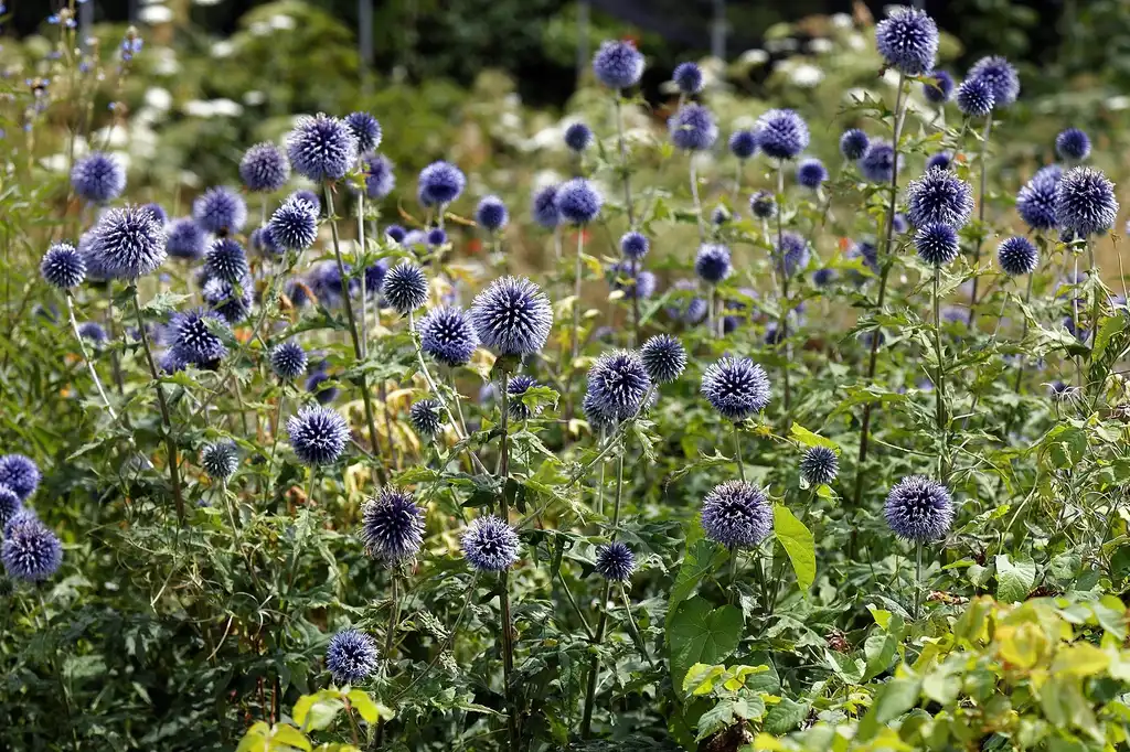 Photo of Echinops ritro - Form of the plant:Acabashi