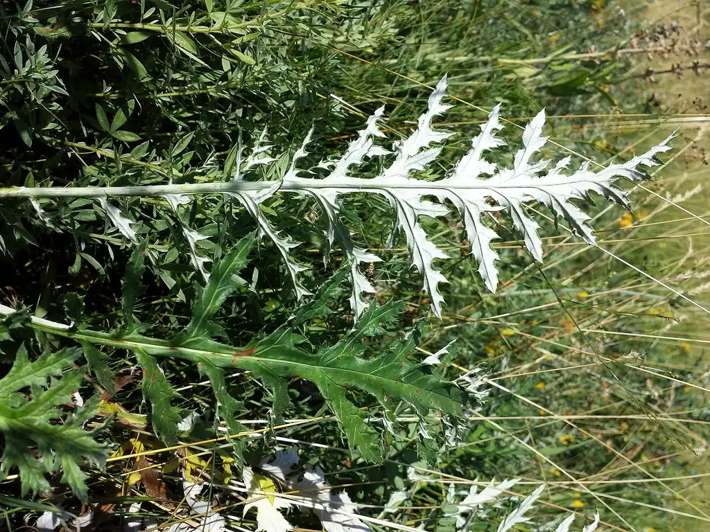 Photo of Echinops ritro - Leaves:Stefan.lefnaer