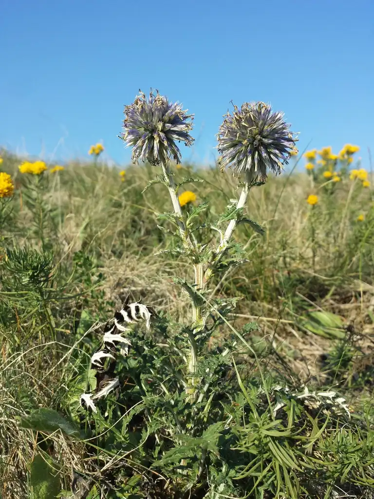 Photo of Echinops ritro - Seed head:Stefan.lefnaer