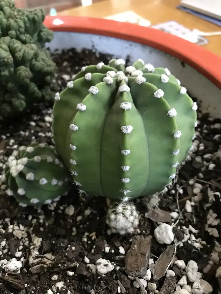 Photo of Echinopsis ancistrophora 'Dominos' (Echinopsis ancistrophora 'Dominos's)