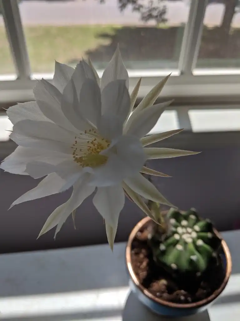 Photo of Echinopsis ancistrophora 'Dominos' (Echinopsis ancistrophora 'Dominos's)