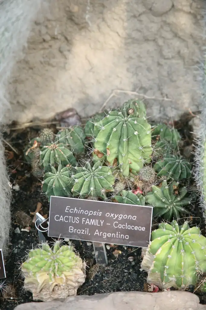 Photo of Echinopsis oxygona (Echinopsis oxygonas)