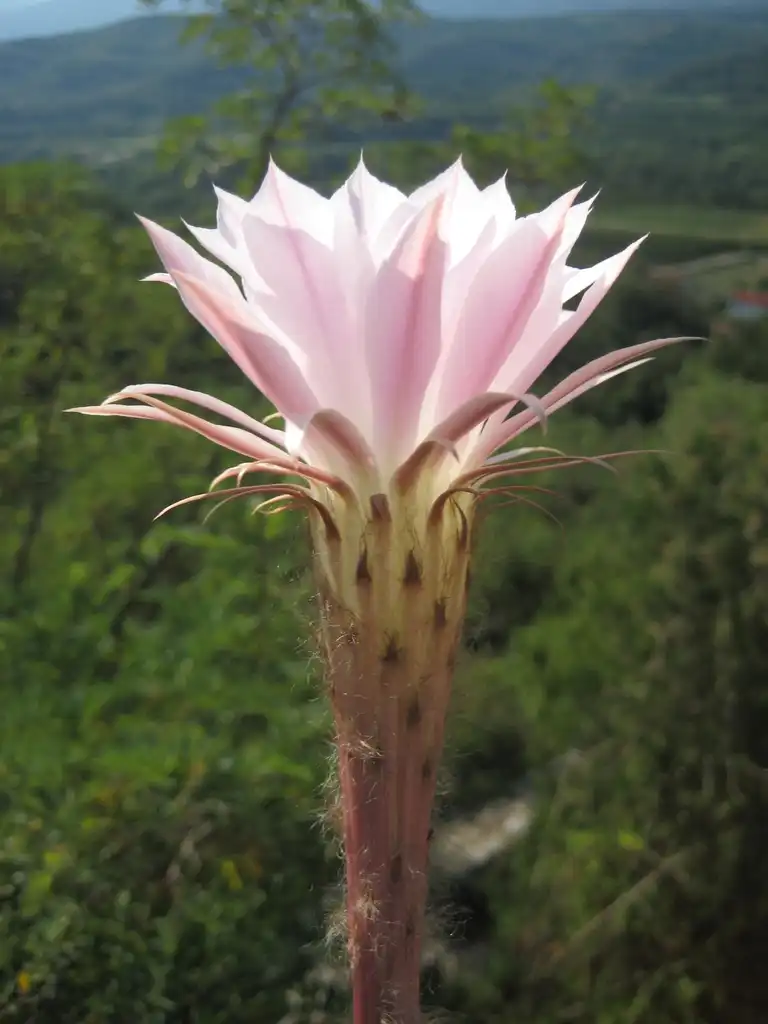 Photo of Echinopsis oxygona (Echinopsis oxygonas)