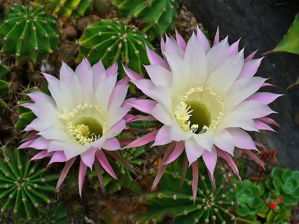 Photo of Echinopsis oxygona - Flower:H. Zell
