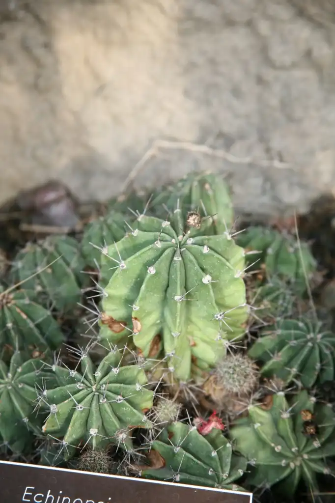 Photo of Echinopsis oxygona - Form:Cliff