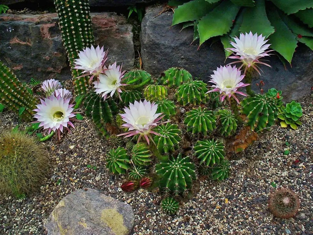 Photo of Echinopsis oxygona - Form:H. Zell